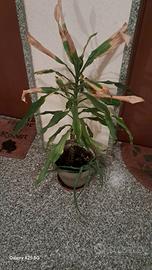 Piante da interno