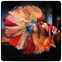 Betta Splendens Halfmoon - Candy Koi Multicolor