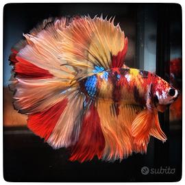 Betta Splendens Halfmoon - Candy Koi Multicolor
