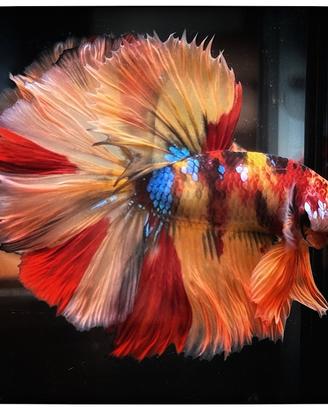 Betta Splendens Halfmoon - Candy Koi Multicolor