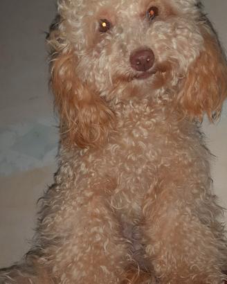 Barboncino toy