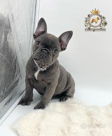 Dolcissima Bulldog Francese Total Blu