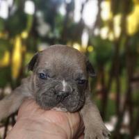 Bulldog Francese toy