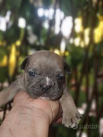 Bulldog Francese toy