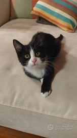 gattino