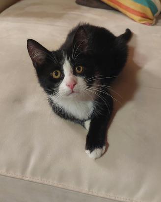 gattino