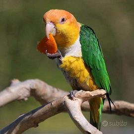 Caicchi testa arancio