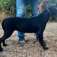 Cane corso Cucciole femmine Recupero spese