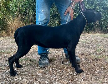 Cane corso Cucciole femmine Recupero spese