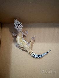 Geco leopardino