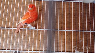 Canarino Rosso brinato maschio