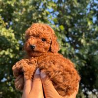Cuccioli di Barboncino Nano, Toy e Mini-Toy