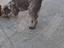Immagine 2