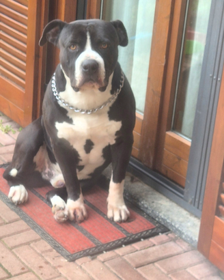 Amstaff per monta