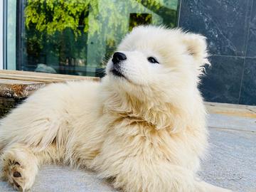 Cucciolo di samoiedo