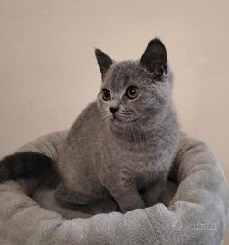 Cuccioli British Shorthair