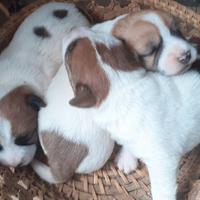 Jack Russell Terrier