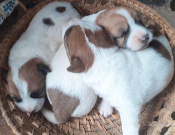 Jack Russell Terrier