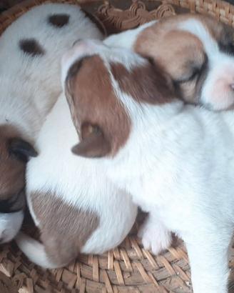Jack Russell Terrier