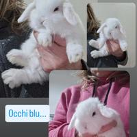 Minilop libretto sanitario