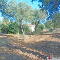 "TOOL SHED" con SPLENDIDO uliveto