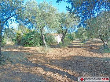 "TOOL SHED" con SPLENDIDO uliveto