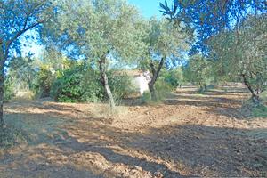 "TOOL SHED" con SPLENDIDO uliveto