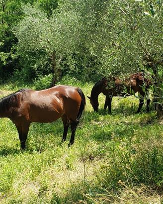 pensione cavalli