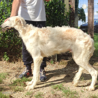 Borzoi cuccioli