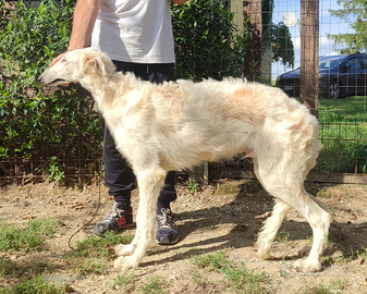 Borzoi cuccioli