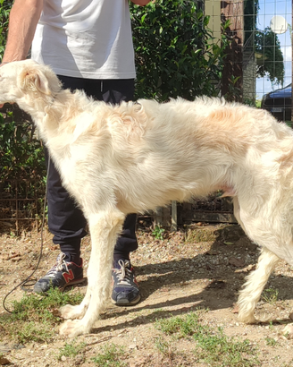 Borzoi cuccioli