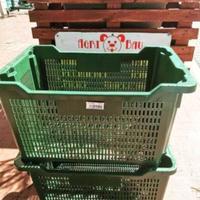 CASSETTE DA OLIVE IN MULTIPLI DI 10