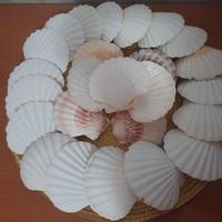 conchiglie  cappesante 25 pezzi
