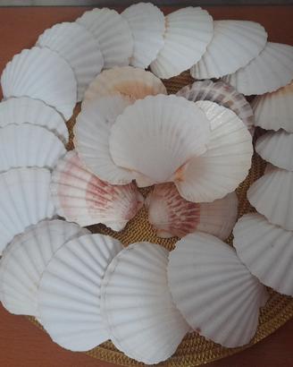 conchiglie  cappesante 25 pezzi