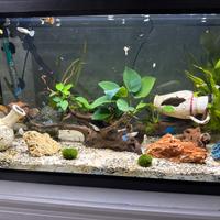 Acquario 100 l