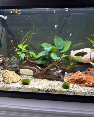 Acquario 100 l
