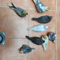 Pappagalli addestrati e coppie riproduttive