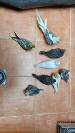 Pappagalli addestrati e coppie riproduttive