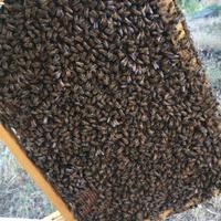 famiglie di api ligustiche 
