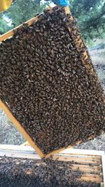 famiglie di api ligustiche 