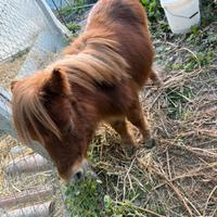 Mini pony falabella maschio sauro 3 anni