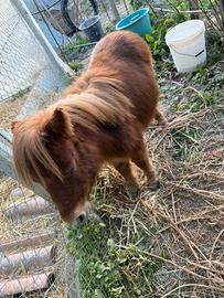 Mini pony falabella maschio sauro 3 anni