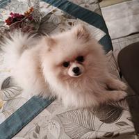 Cucciolo spitz pomerania