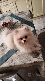 Cucciolo spitz pomerania