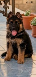 Cuccioli di pastore tedesco