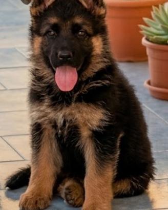 Cuccioli di pastore tedesco
