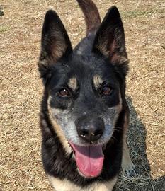 Tappina,attiva e allegra desidera una famiglia sua