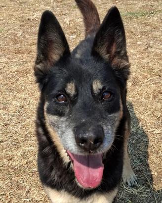 Tappina,attiva e allegra desidera una famiglia sua