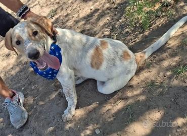 Cucciolo maschio labrador simil