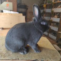 Coniglio blu di vienna